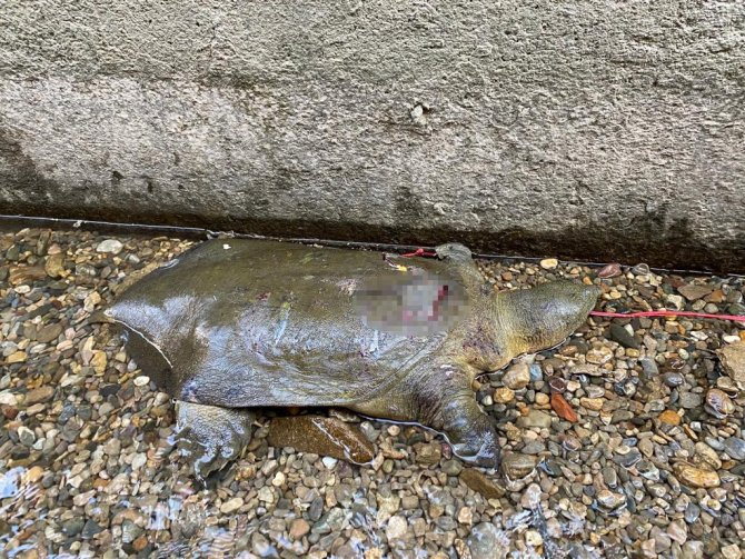 Nesli Tehlike Altında Olan “Fırat Kaplumbağası” Yaralı Halde Bulundu