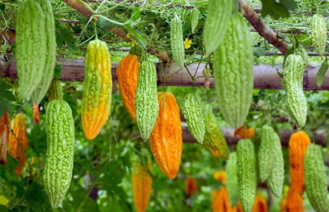 Bu Ürün Mide Asidini Yok Ediyor