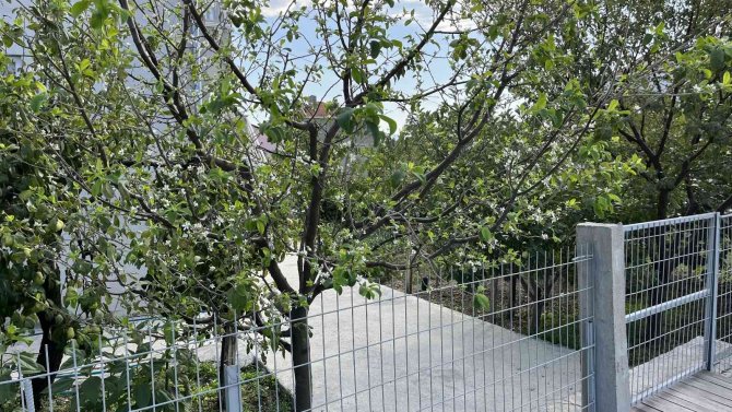 Yıl İçerisinde İkinci Kez Çiçek Açtı