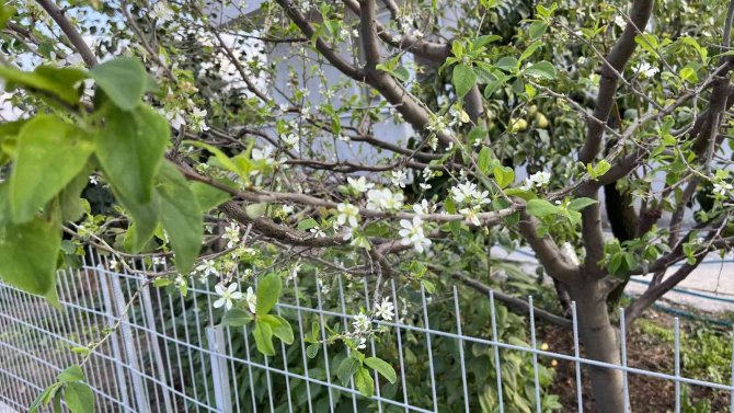 Yıl İçerisinde İkinci Kez Çiçek Açtı