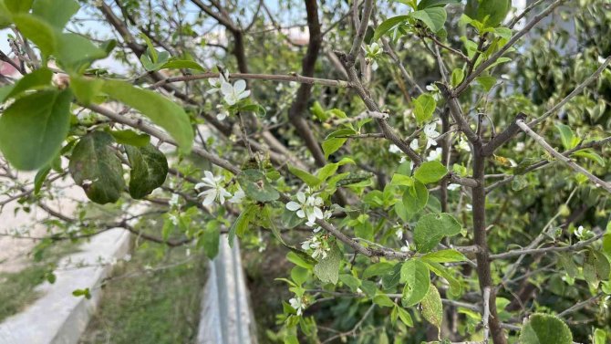 Yıl İçerisinde İkinci Kez Çiçek Açtı