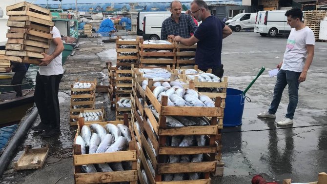 Karadeniz’de Tekneler Kasa Kasa Balıkla Dönüyor