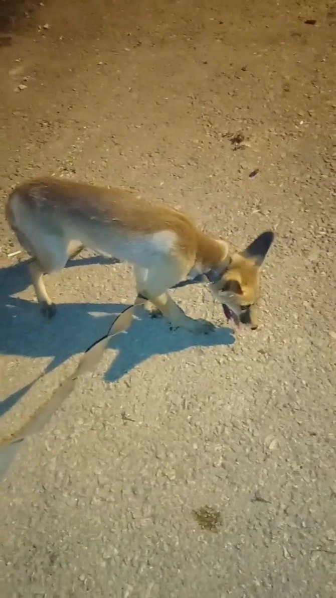 Kümeste Yakalanan Tilki Doğaya Salındı