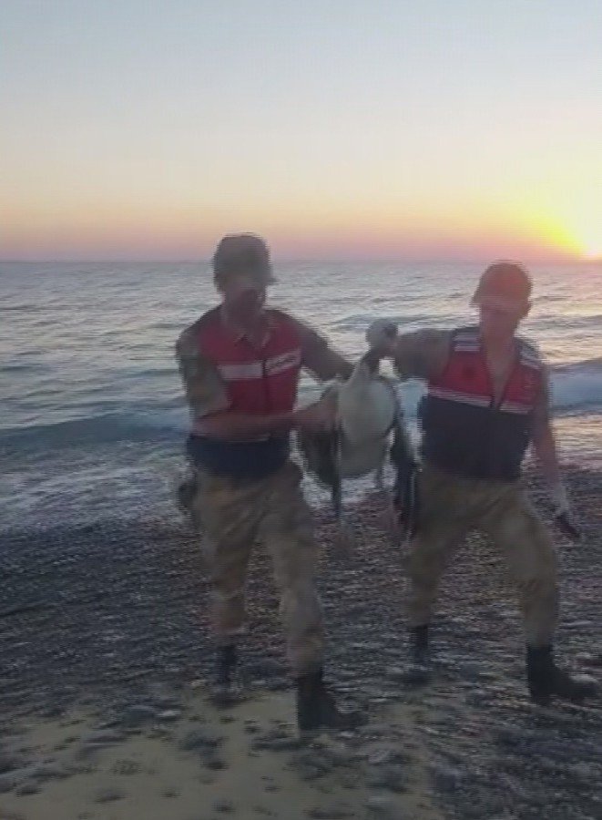 Hatay’da Deniz Kenarında Bulunan Yaralı Pelikan Kurtarıldı