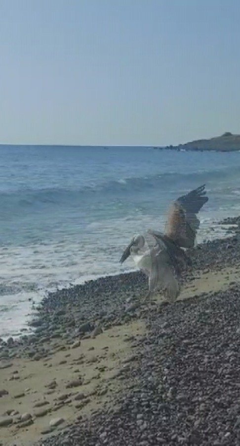 Hatay’da Deniz Kenarında Bulunan Yaralı Pelikan Kurtarıldı
