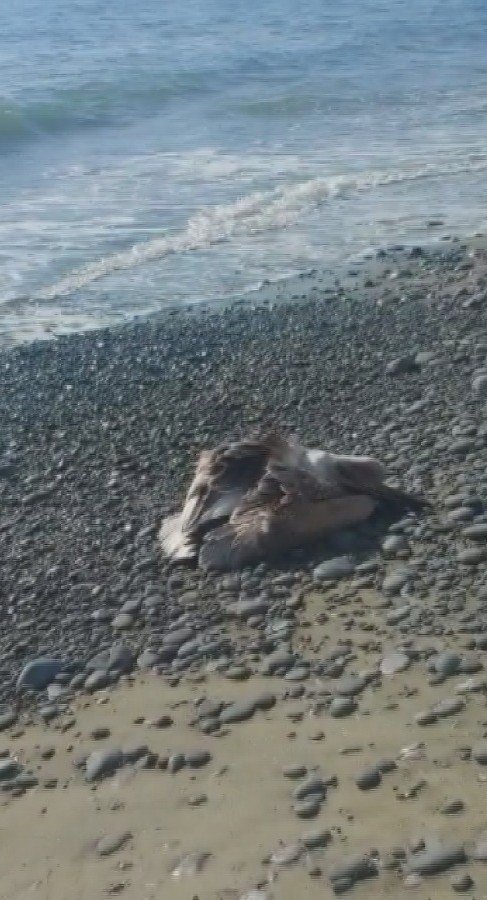 Hatay’da Deniz Kenarında Bulunan Yaralı Pelikan Kurtarıldı