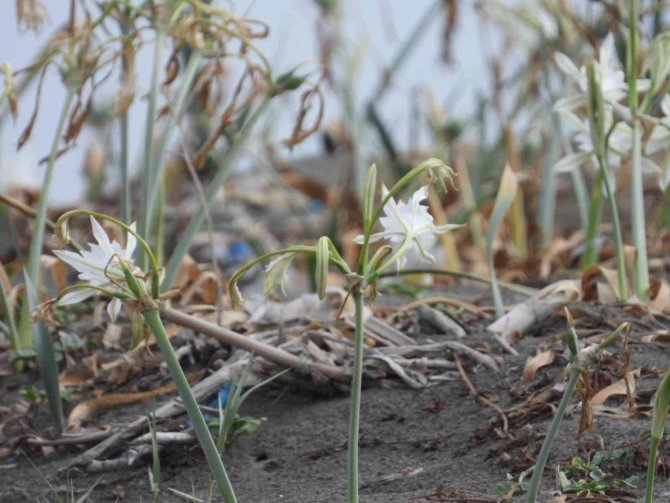 Koparmanın Cezası 109 Bin Tl Olan Kum Zambakları Görsel Şölen Oluşturdu