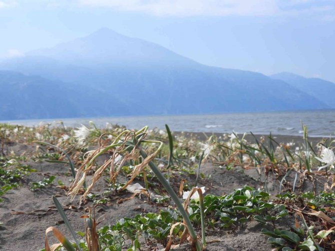 Koparmanın Cezası 109 Bin Tl Olan Kum Zambakları Görsel Şölen Oluşturdu