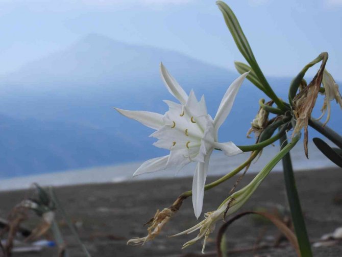 Koparmanın Cezası 109 Bin Tl Olan Kum Zambakları Görsel Şölen Oluşturdu