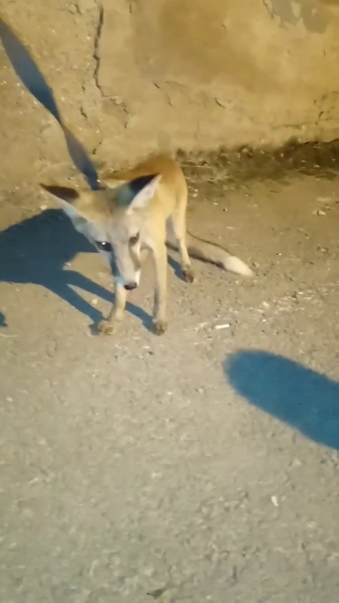 Kümeste Yakalanan Tilki Doğaya Salındı