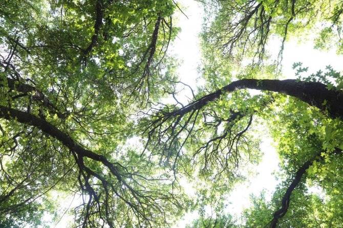 Ortaca Belediyesi Sığla Ağaçlarını Koruma Altına Alıyor