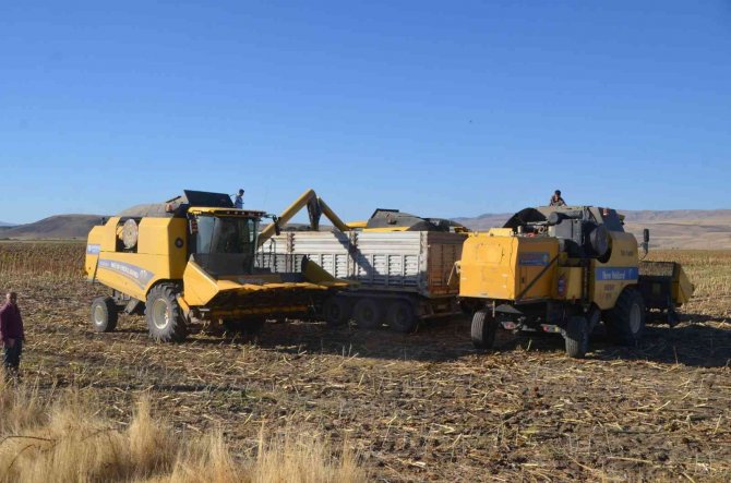 Muş Ovası’nda Ayçiçeği Hasadı