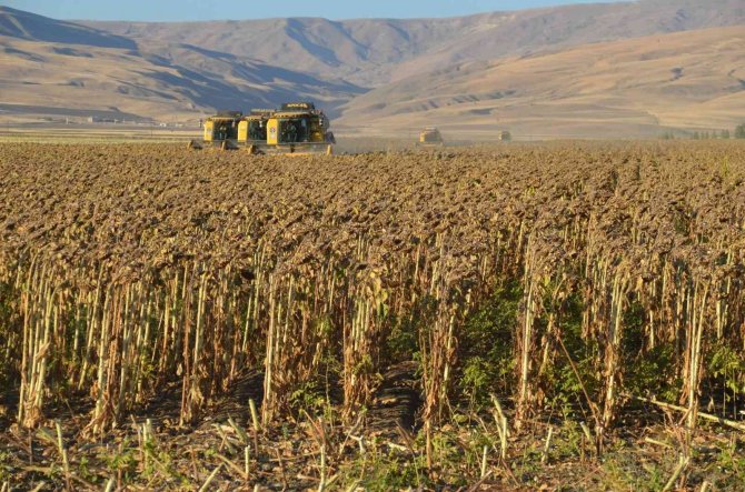 Muş Ovası’nda Ayçiçeği Hasadı