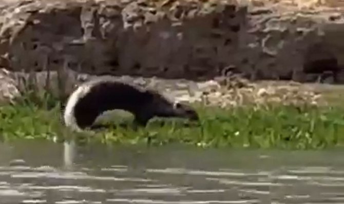 Nesli Tükenme Tehlikesi Altındaki Su Samuru Şırnak’ta Görüntülendi