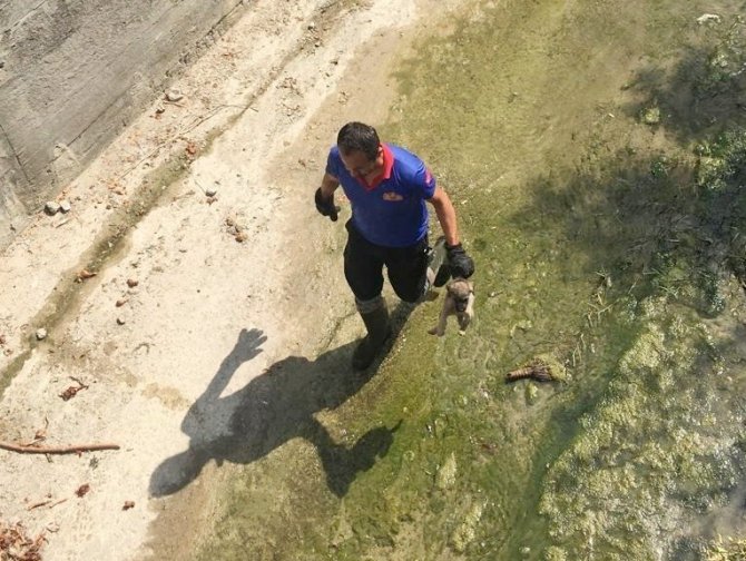 Derede Mahsur Kalan Yavru Köpeği İtfaiye Kurtardı