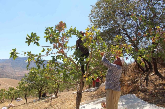 ‘Yeşil Altın’ Da Yılın İlk Hasadına Başlandı