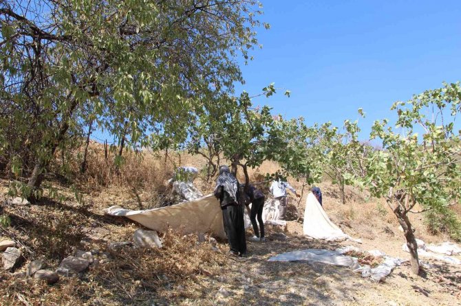 ‘Yeşil Altın’ Da Yılın İlk Hasadına Başlandı