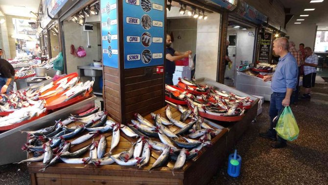 Sezonun En Bereketli Günü Yaşandı, Palamutlar Tezgâhları Doldurdu