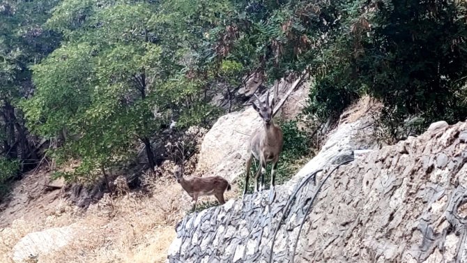 Tunceli’de Dağ Keçileri, Evlerin Yakınlarında İnsanlardan Korkmadan Geziyor