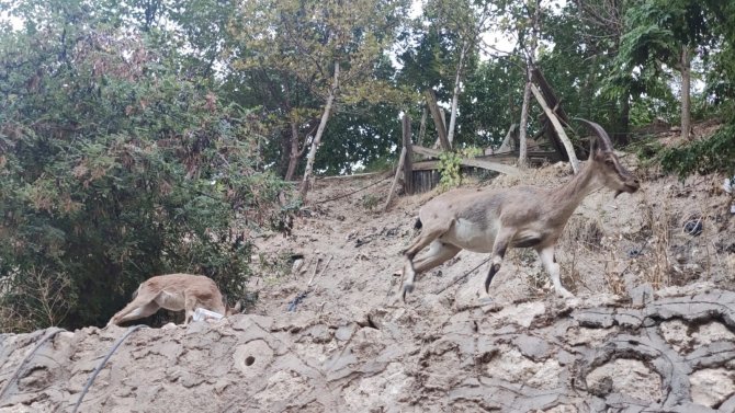 Tunceli’de Dağ Keçileri, Evlerin Yakınlarında İnsanlardan Korkmadan Geziyor