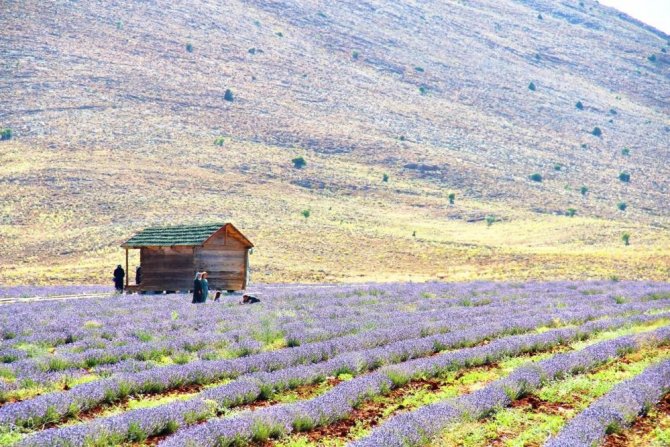 Afşin’in Aromatik Yağları Ve Kozmetik Ürünleri İ̇ngiltere Yolcusu