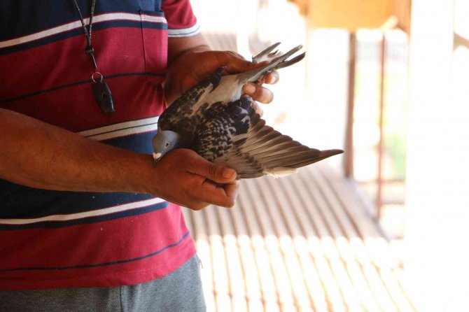 Edirne’de Posta Güvercinleri Yarışı