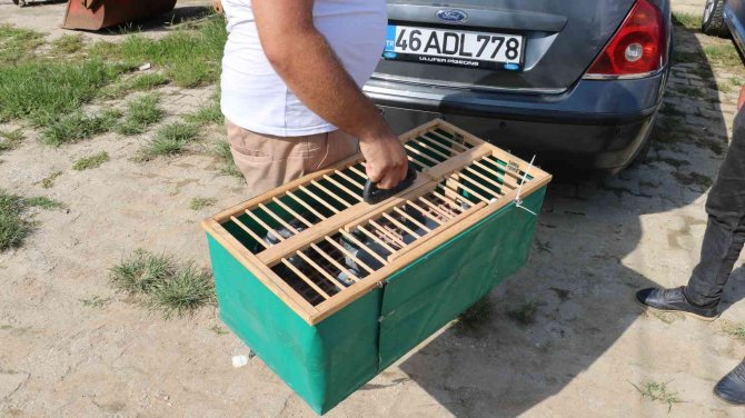 Edirne’de Posta Güvercinleri Yarışı