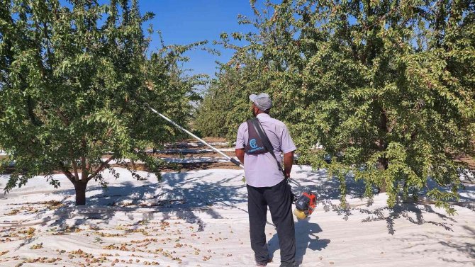 Badem Diyarında Hasat Zamanı