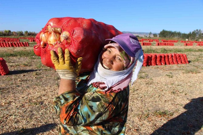 Suluova Soğanına Coğrafi İşaret Tescili