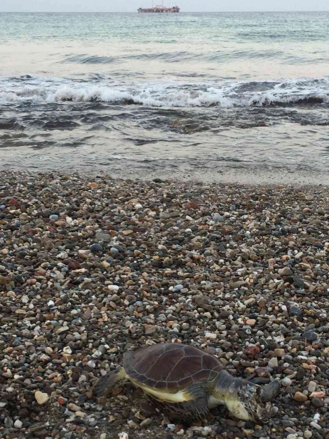 Alanya Sahilinde Ölü Caretta Caretta Bulundu