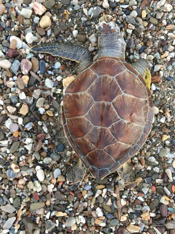 Alanya Sahilinde Ölü Caretta Caretta Bulundu