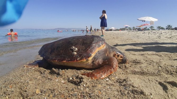 Kuşadası Sahilinde Ölü Caretta Caretta Bulundu