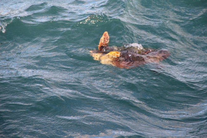 Kuşadası Sahilinde Ölü Caretta Caretta Bulundu