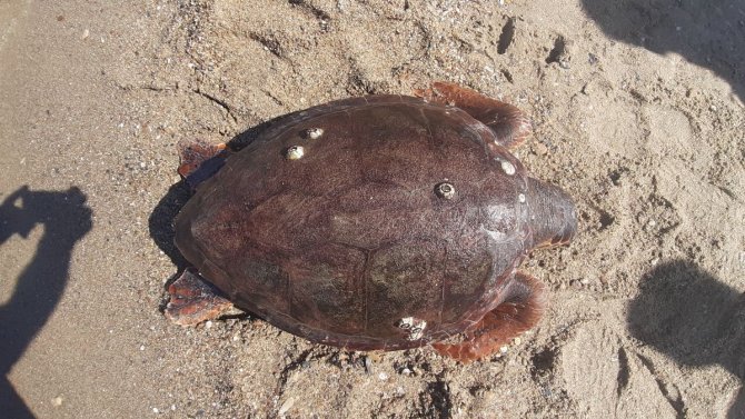 Kuşadası Sahilinde Ölü Caretta Caretta Bulundu