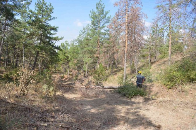 Bahabey Çamlığında İstilacı Böcekle Mücadele Başlatıldı