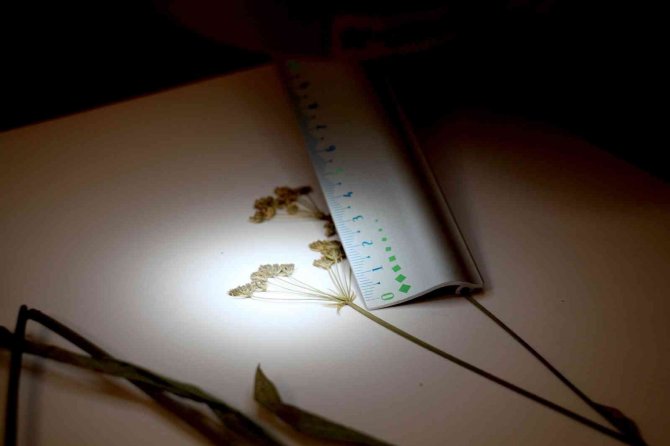 Tüm Türlerin Yüzde 18’i Bu Şehirde