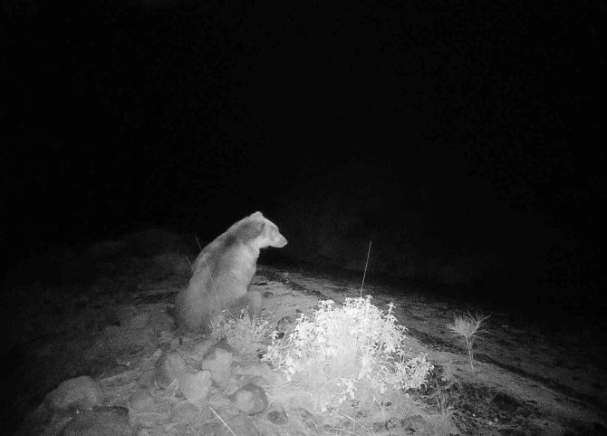 Muğla Köyceğiz’de Videokapanla İlk Defa Bozayı Görüntülendi