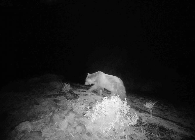 Muğla Köyceğiz’de Videokapanla İlk Defa Bozayı Görüntülendi