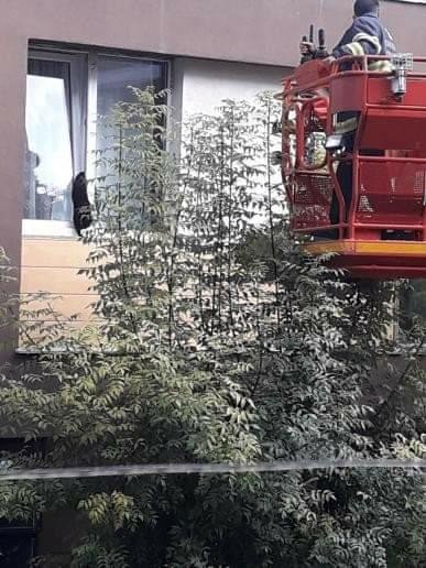 Yaşadığı Evin Penceresine Sıkışan Kedi Hayatını Kaybetti