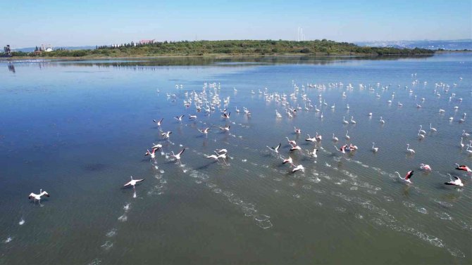 Hersek Lagünü’nde Flamingoların Görsel Şöleni Başladı