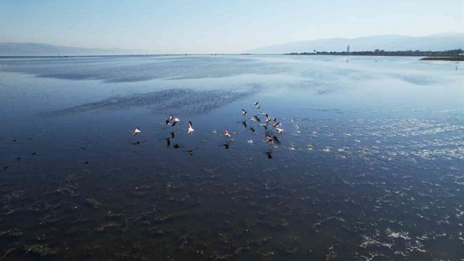 Hersek Lagünü’nde Flamingoların Görsel Şöleni Başladı