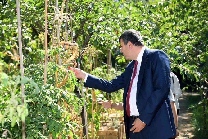 Kadıköy Ostanlarında Hasat Zamanı