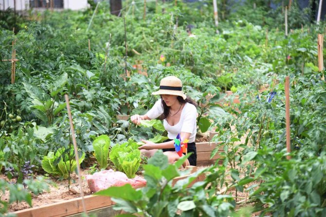 Kadıköy Ostanlarında Hasat Zamanı