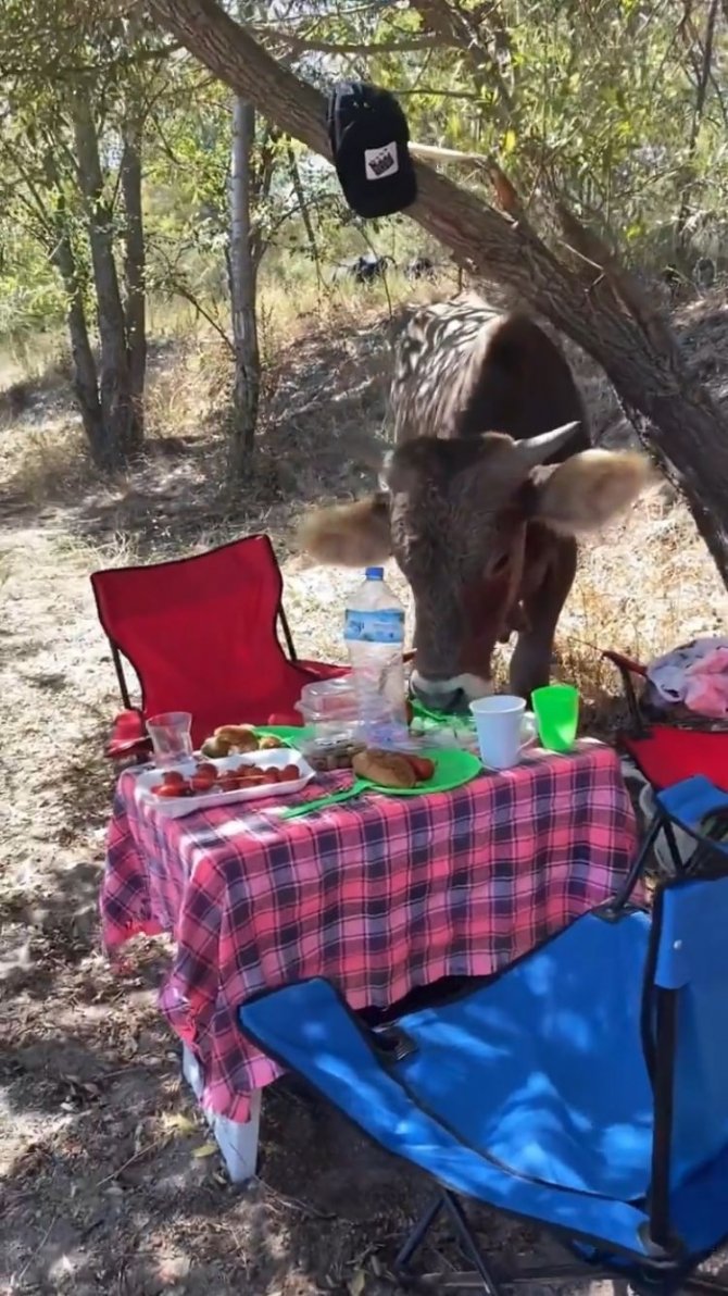 Isparta’da Piknik Yapan Genç Kızlara İnek Sürprizi