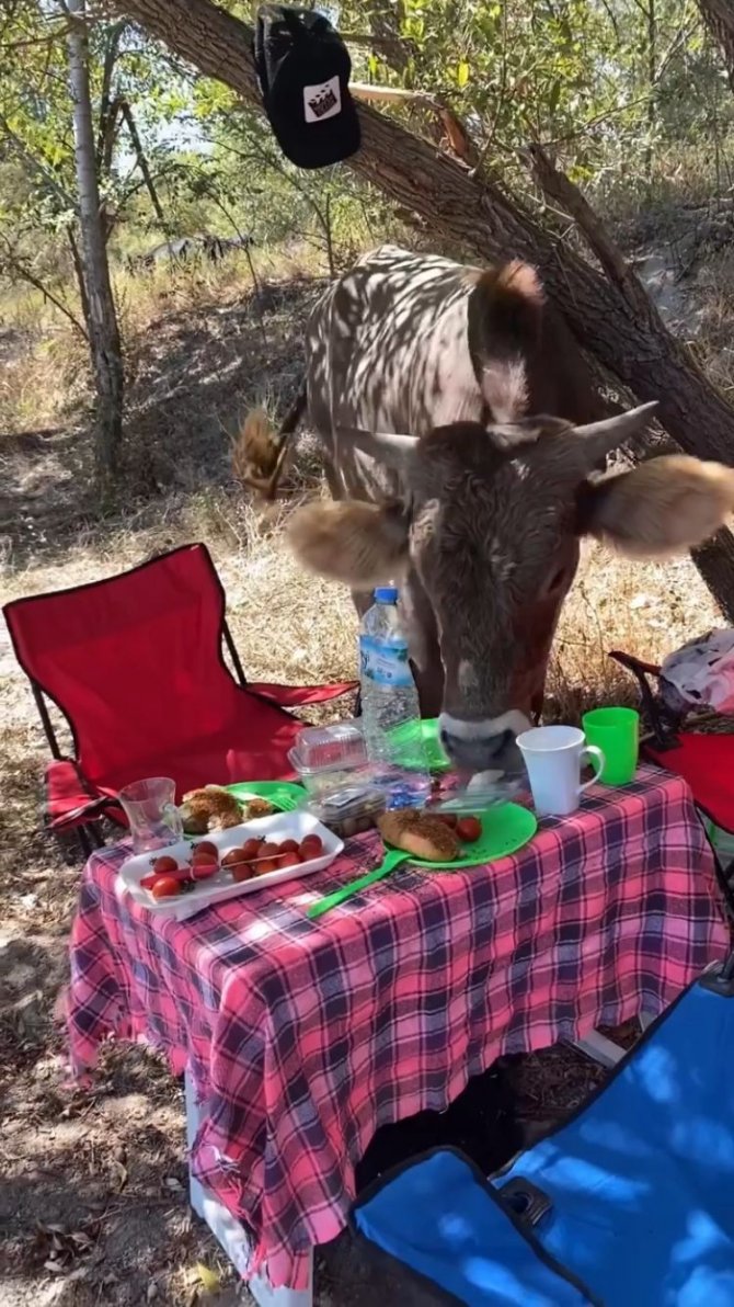 Isparta’da Piknik Yapan Genç Kızlara İnek Sürprizi