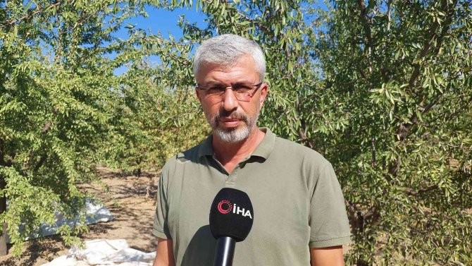 Badem Diyarında Hasat Zamanı