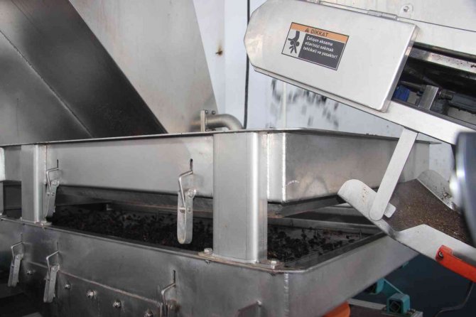 Kilis’te Devlet Desteğiyle Kuruldu, Üzüm Üreticilerinin Gelir Kapısı Oldu