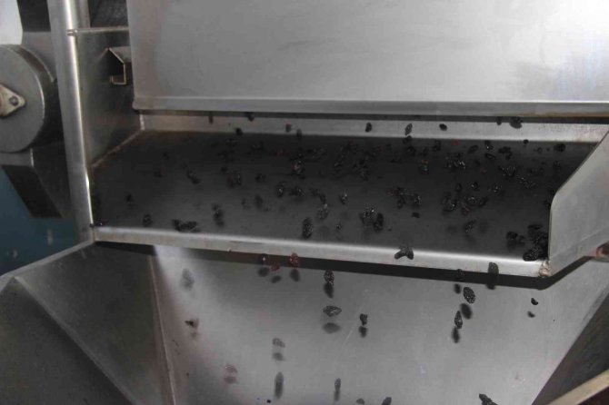 Kilis’te Devlet Desteğiyle Kuruldu, Üzüm Üreticilerinin Gelir Kapısı Oldu