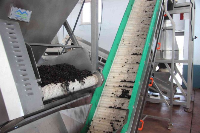 Kilis’te Devlet Desteğiyle Kuruldu, Üzüm Üreticilerinin Gelir Kapısı Oldu