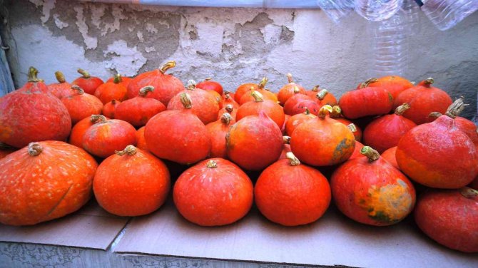 Sarıgöl’de İlk Kez Japon Kabağı Yetiştirdi